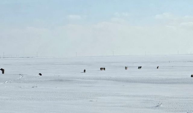 Göldüzü Köyü’nde başıboş sokak köpeği tedirginliği
