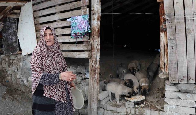 10 yavruyla birlikte hayat mücadelesi: Yardım eden kadın çaresiz kaldı