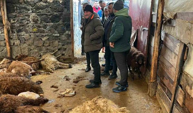 Aç kurtlar Kars’ta sürüye saldırdı: 130 koyun telef