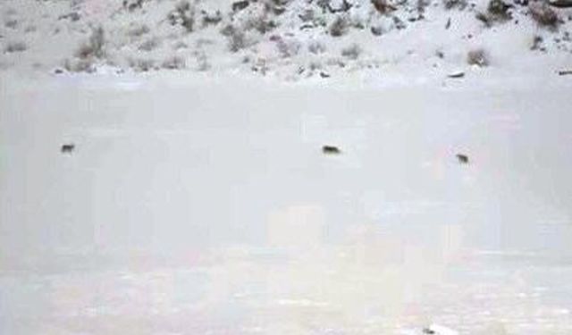 Çukurca'da görüntülenen kurt sürüsü paniğe neden oldu