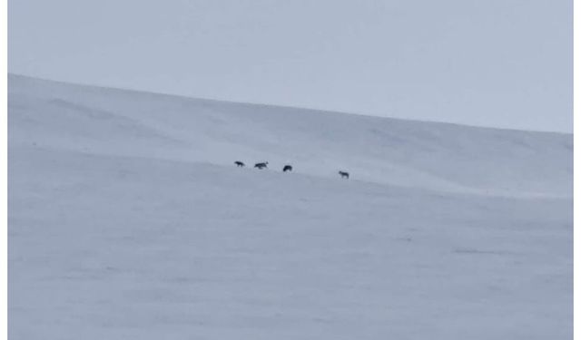 Diyadin'de kurt sürüsü görüntülendi