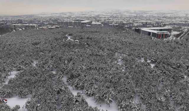 Elazığ'da beton yığınlarının arasındaki beyaz vaha hayran bıraktı