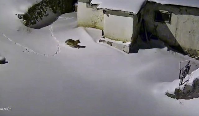 Elazığ'da evin çevresinde yiyecek arayan kurt paniğe neden oldu