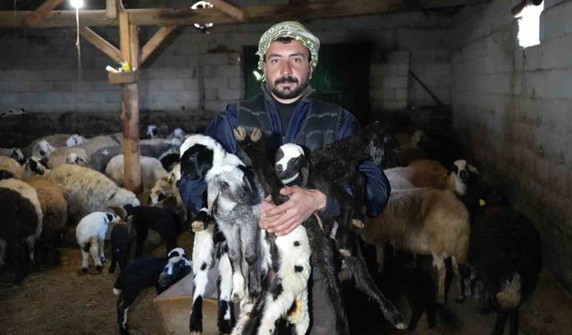 Erzincan’da baharın habercisi: Yeni doğan kuzularla tatlı telaş