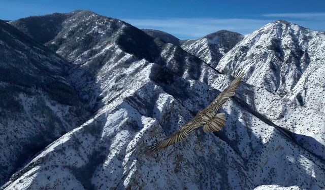 Erzurum semalarında sakallı akbaba görüntülendi