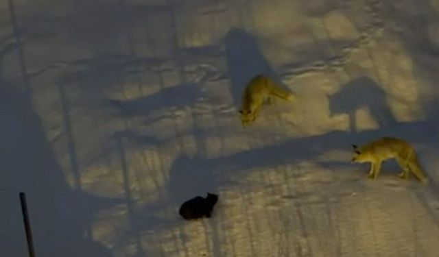 Hakkari’de iki tilki ve bir kedinin ilginç anları