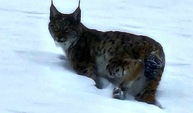 Hizan'da görüntülenen vaşak görenleri şaşırttı