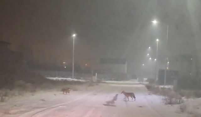 Iğdır'da kurt tehlikesi