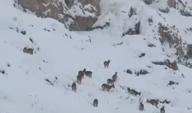 Kar üzerinde otlanan dağ keçileri sürü halinde kaydedildi