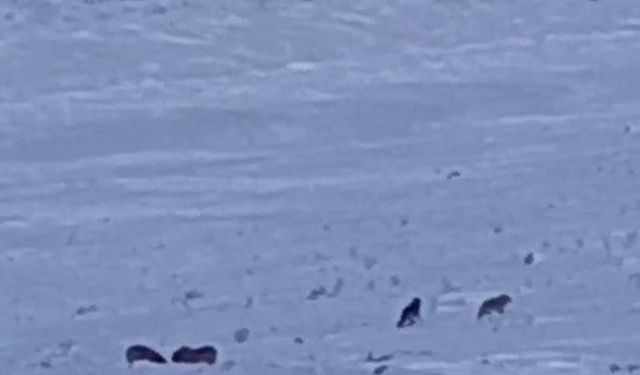 Karayazı’da kurtlar yerleşim yerine indi: Yavru köpek telef oldu