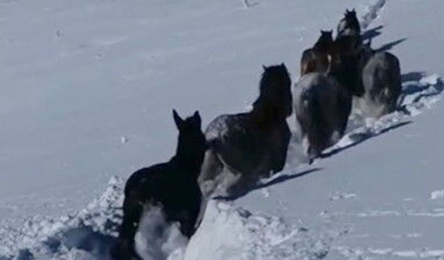Karla kaplı bölgede seferberlik: At ve katırlar ölümden döndü