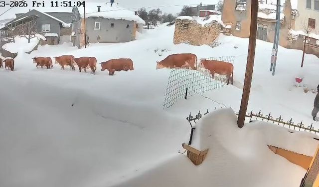 Karla kaplı Malatya’da büyükbaş hayvanlar zorlukla ilerliyor