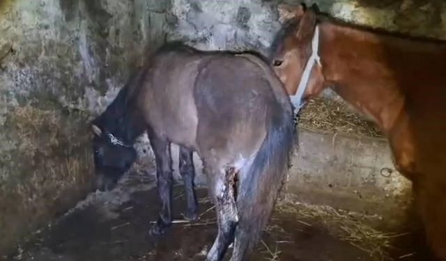 Kars’ta 15 ata yapılan saldırı tepki topladı