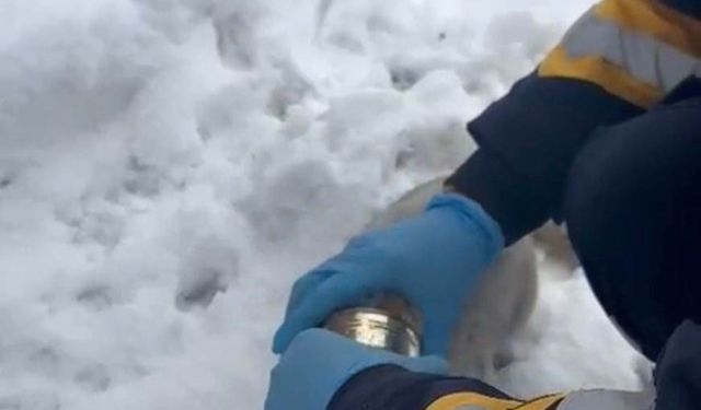 Kedinin yardımına sağlık ekipleri koştu