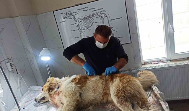 Kurt saldırısı sonrası köpek yaralı kurtuldu