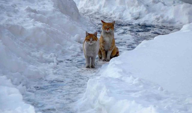 Meteorolojiden uyarı: Buzlanma ve dona dikkat