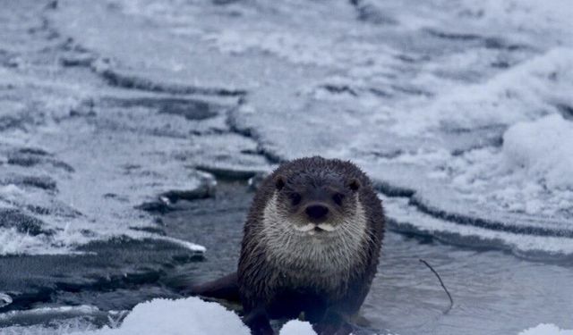 Muş'ta buz tutan Karasu Nehri'nde su samuru görüntülendi