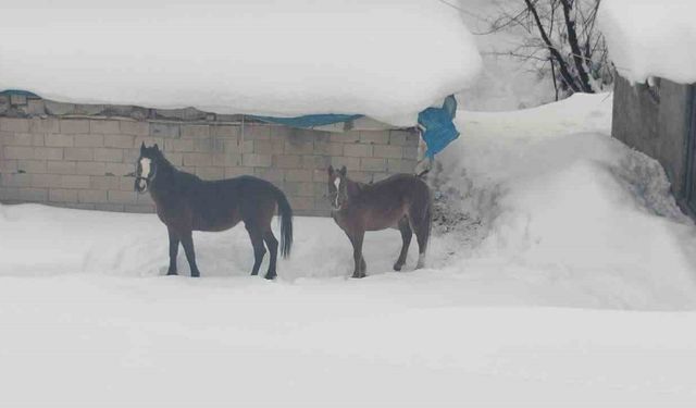Sınırda terk edilen 2 at güvenli alana alındı