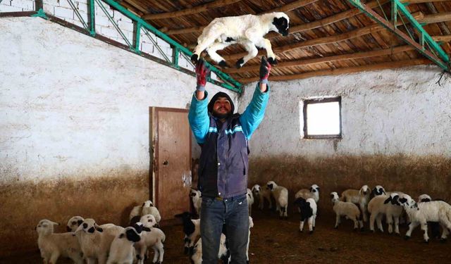 Soğuk havaya rağmen ağıllarda çifte sevinç