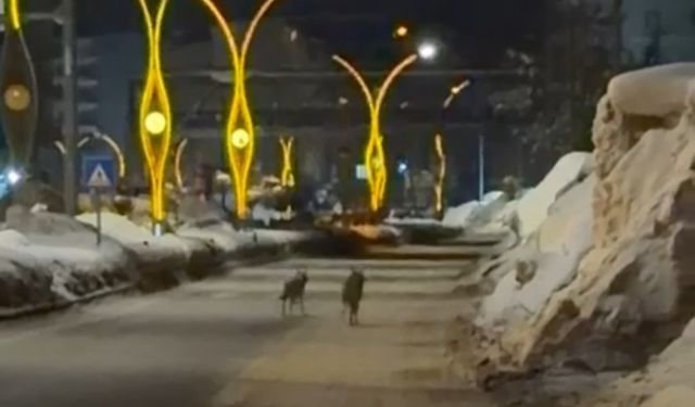 Yüksekova’da kurtlar şehir merkezinde görüntülendi