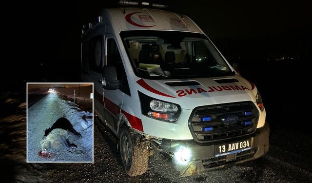 Ahlat’ta ambulans domuza çarptı