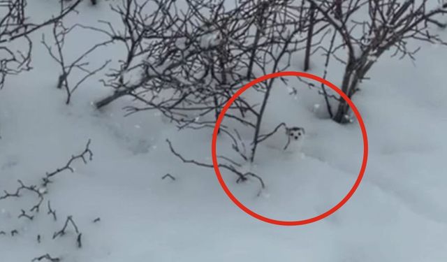 Ahlat’ta "gelincik" görüntülendi