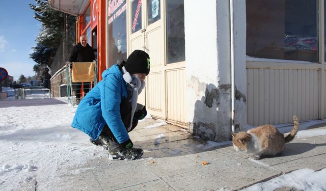 Soğuk havada sokak hayvanları unutulmuyor