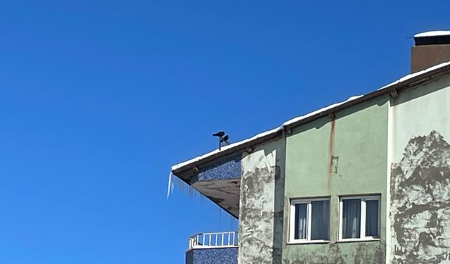 Gökyüzünün sessiz bekçisi kargalar çatıya kondu