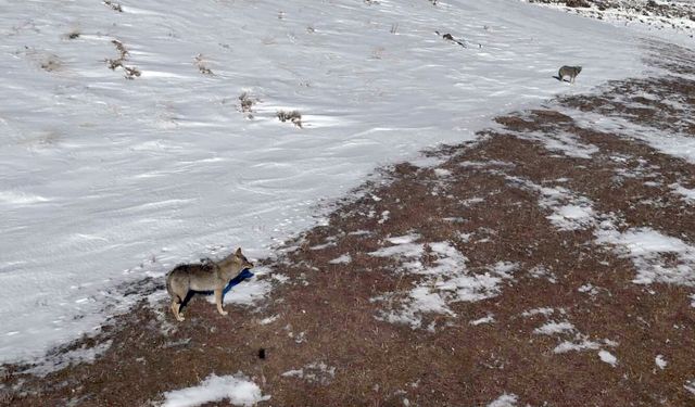 Kurt sürüsü dron kamerasında