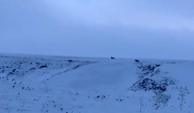 Ahlat’ta kurt sürüsü yerleşim yerlerine yakın görüldü