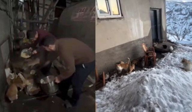 Mutki’de imamdan sokak kedilerine anlamlı destek