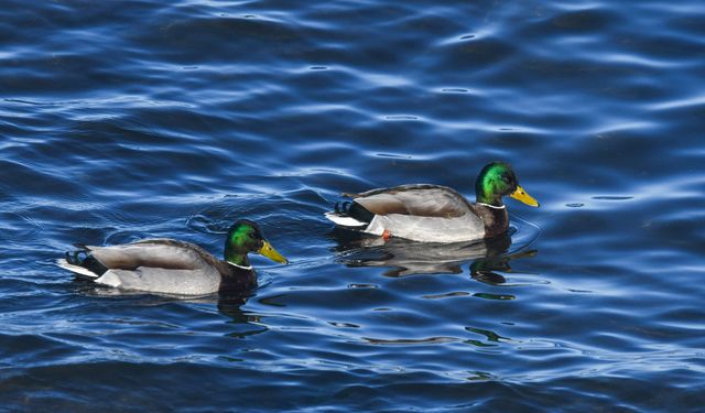 Van Gölü’nde mest eden görüntüler: Yeşilbaş ördekler