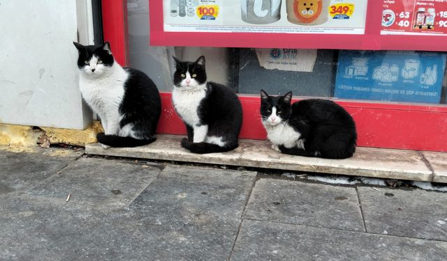 İndirim kuyruğu değil, kedi toplantısı!