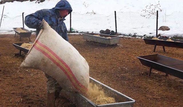 Tatvan’da yayla sezonu sona erdi, küçükbaş hayvanlar kış besisine alındı