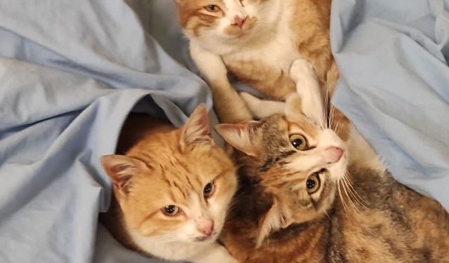 Güroymak’ta çocuklardan örnek davranış: Üşüyen kedileri eve alıp ısıttılar