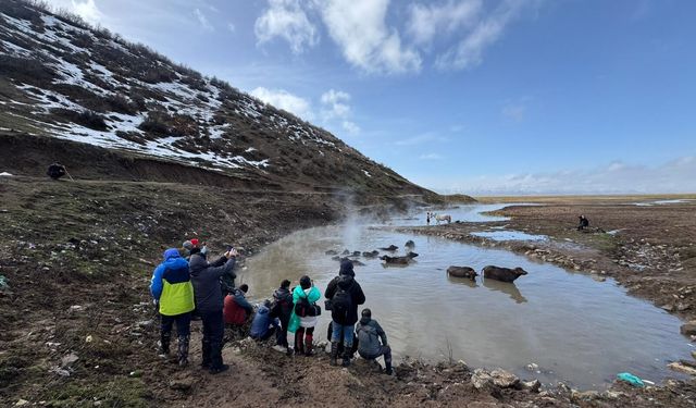 Budaklı Kaplıcası’nda Mandalar Sıcak Suda Görüntülendi