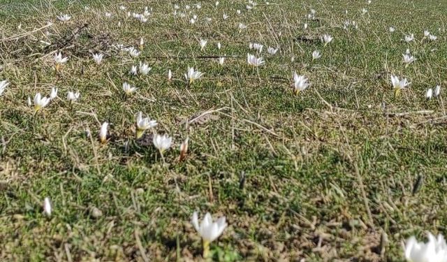 Güroymak’ta Kardelenler Baharın Müjdecisi Oldu