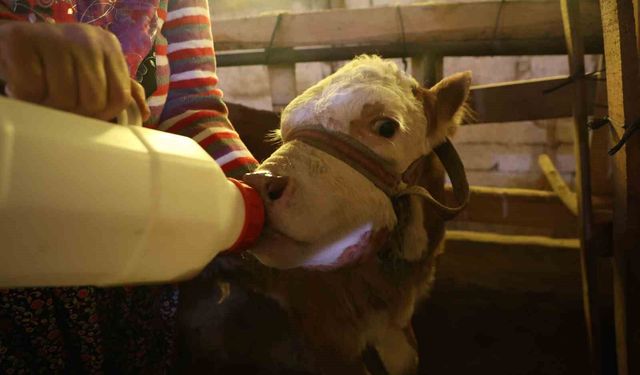 Annesi ölen buzağıya şefkat eli