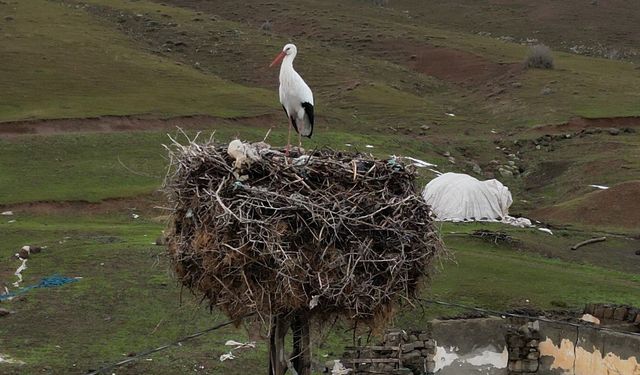 Budaklı köyünde göç etmeyen leylek yıllardır aynı yuvada