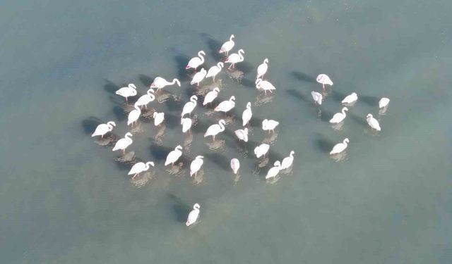 Flamingolar bu yıl da Van'ı terk etmedi