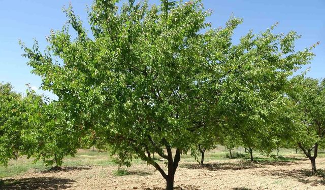 MTÜ’den uluslararası düzeyde akademik başarı