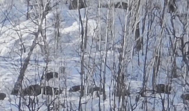 Munzur Vadisi’nde domuz sürüsü görüntülendi