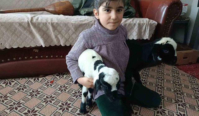 Soğuk hava minik kuzuları anne şefkatiyle eve taşıdı