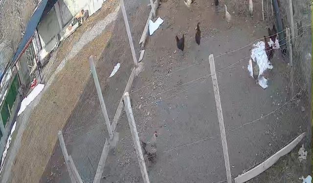 Tilki kümese girdi, tavuğu kaptı