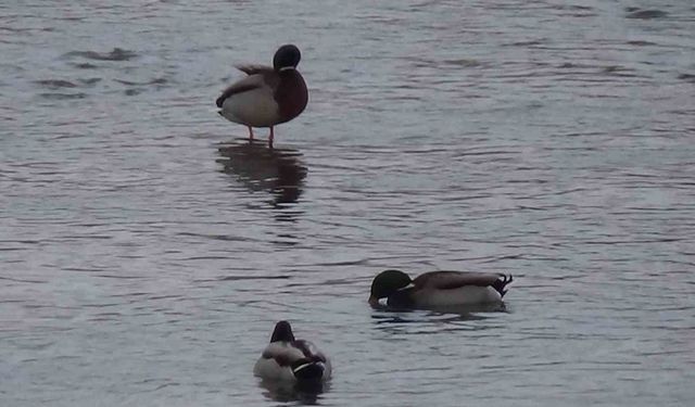 Yeşilbaş ördeklerin şehirdeki yemek mesaisi gülümsetti