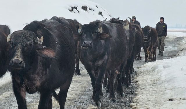 Budaklı köyünde kaplıcadan dönen mandalar ilgi çekti