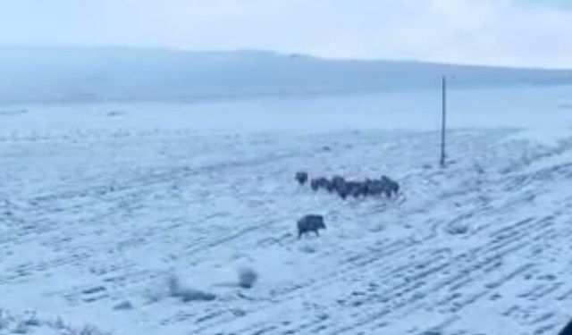Adilcevaz’da tarlada domuz sürüsü görüntüledi