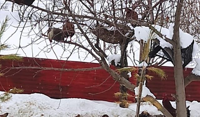 Güroymak’ta kendini kuş sanan tavuklar ağaca çıktı