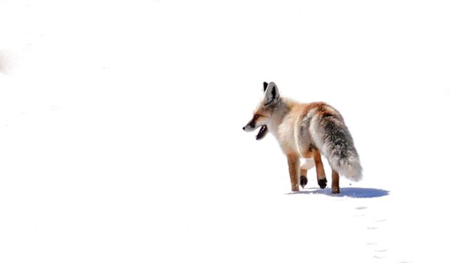 Ahlat kırsalında kızıl tilki objektiflere yansıdı