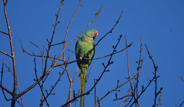 Evcil sanıldı, istilacı tür çıktı: İskender Papağanı Tatvan’da